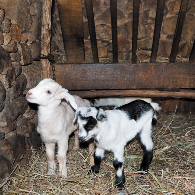 Casa do Zé Sapateiro