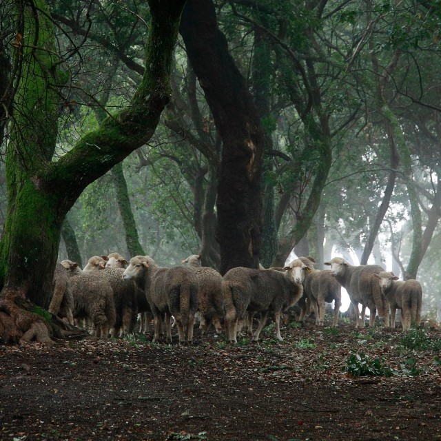 Quinta do Sobral - Casa Ouro