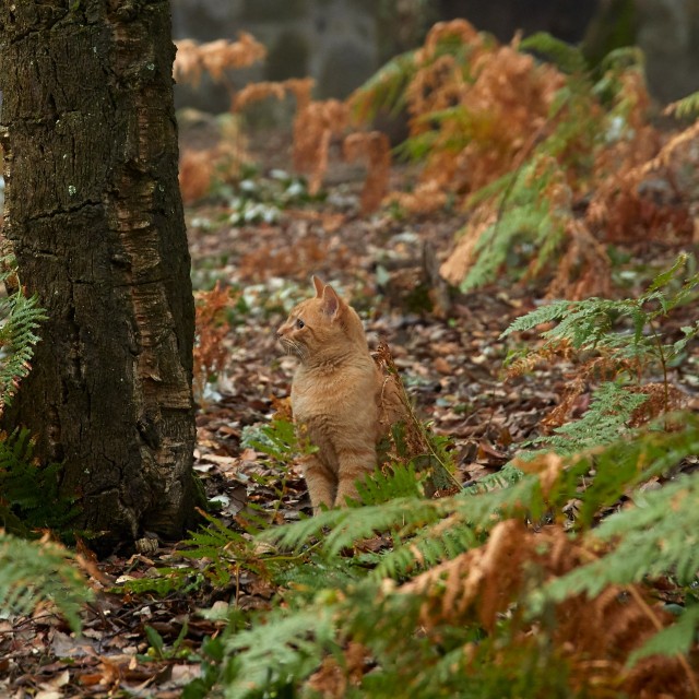 Quinta do Sobral - Casa Ouro