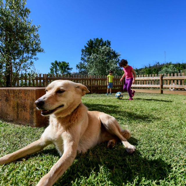 Vale do Ninho - Casa Pica-Pau