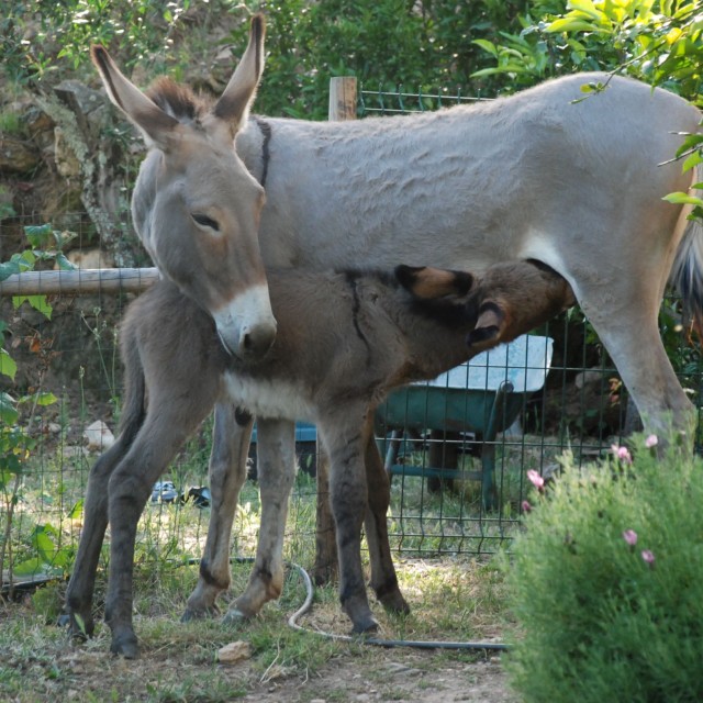 Vale do Ninho - Casa Noitibó