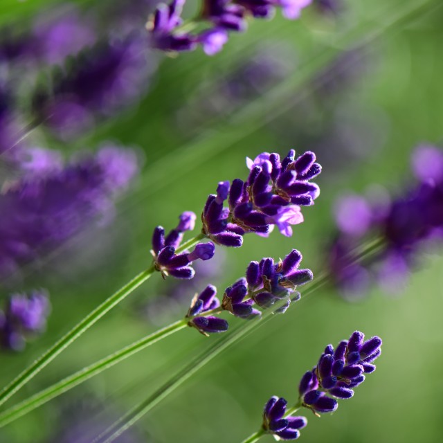 Vale do Ninho - Casa Pica-Pau