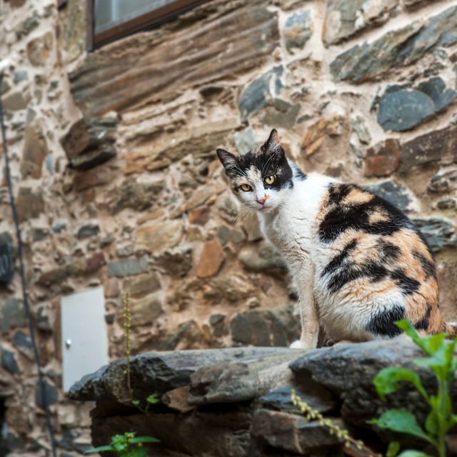 Casa da Travessa - Aldeia Oliveiras